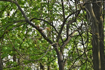 squirrel on the tree