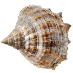 side view of shell transparent isolated on white png
