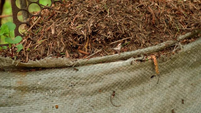 large ants run around and build an anthill from improvised materials