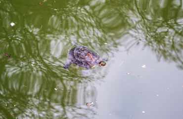 A turtle swims in dark green water