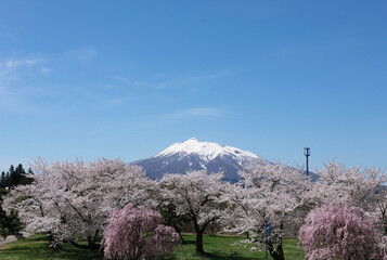 満開の桜と雪化粧した岩木山