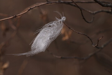 particolare di una piuma bianca in un bosco in inverno