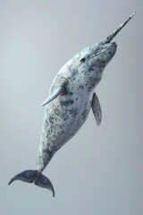 A narwhal with a long horn in its mouth. Suitable for marine life concepts - obrazy, fototapety, plakaty