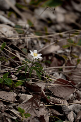 Single white flower blooming in forest