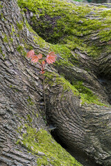 Neuer Trieb  des Spitzahorn im Frühjahr aus einem alten Stamm