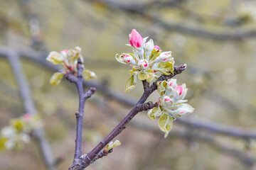 branch of wild apple tree with pink buds, shallow depth of field, bokeh