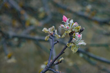 a branch of a wild apple tree with buds