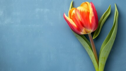   Red and yellow tulip with green leaves against a blue backdrop Include text or image here 30 tokens..Or,..Single tulip