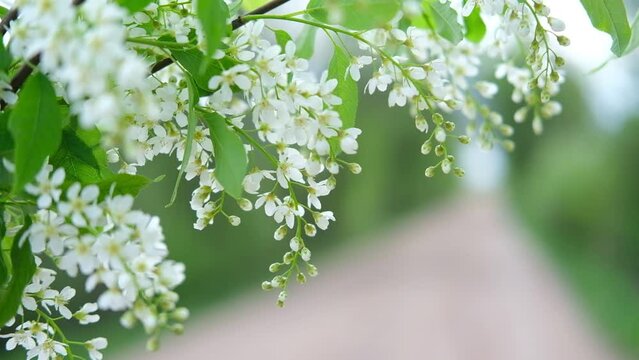 Spring cherry branches with delicate white flowers on light blurred nature background. Hello Spring. Beautiful springtime coming concept. Wild flowers swaying in wind. Copy space, isolated, close-up
