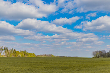 spring landscape, blue sky with white clouds, sown field in spring