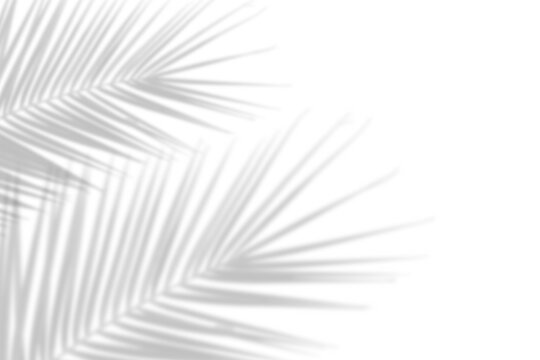 Realistic palm leaf shadow on the corner of transparent background. Natural shadow of tropical coconut palm leaves branches. Minimal summer decoration design elements. Mock up Product Presentation