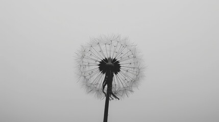   A monochrome image of a dandelion with a figure nestled within its seeds