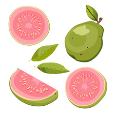 Set of green guava and pink slices. Isolated vector tropical summer fruit for flat design