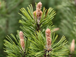 branch of a pine