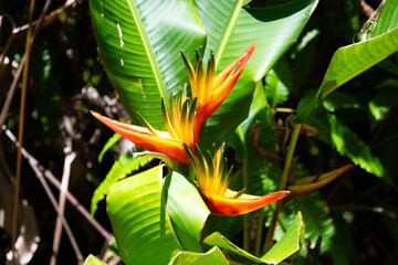 Heliconia psittacorum