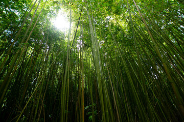 Fototapeta na wymiar Bamboo Forest Maui Hawaii 