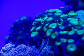 Nuclear Green Palythoas Palys Zoanthids Zoas Coral at Maui Ocean Center © Jem Creative Works