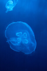  Bioluminescence Jellyfish