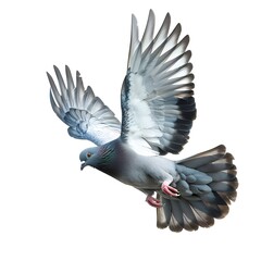 pigeon in flight isolated  on white background