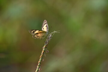 A beautiful brown butterfly is seen sitting on a twig 