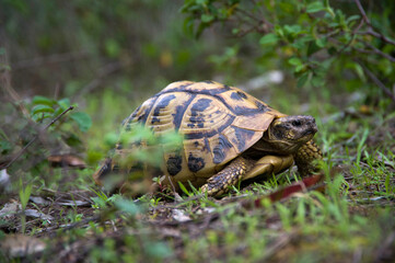 turtle on the grass, Testudo hermanni. Baratz Lake, Sassari, Alghero (Nurra), Sardinia, Italy..Hermann's tortoise