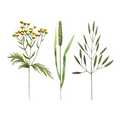 Tansy, wild field herbs. Watercolor illustration isolated for cards, invitations, packaging, textiles, print design