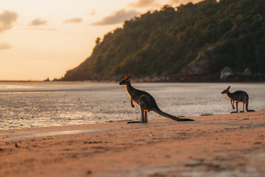 Kangaroo Wallaby at the beach during sunrise in cape hillsborough national park, Mackay. Queensland, Australia.
