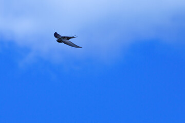 Fotografía minimalista de vencejo, apus apus, en vuelo con fondo de cielo y nubes, España