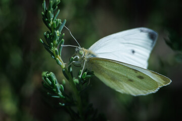Mariposa Pieris rapae posada en arbusto del parque natural el Hondo. España