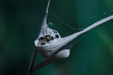 Nido de araña fabricado con hoja de carrizo en el parque natural El Hondo, España