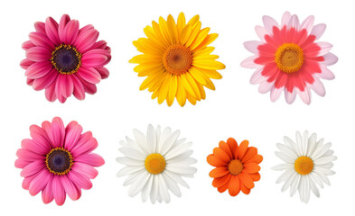 Set of chamomile flowers isolated on transparent background