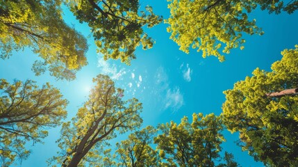 Show nature such as trees and blue sky in the background -