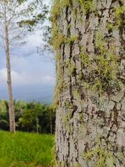 Close-up of a textured tree trunk covered in vibrant moss, set against a lush green backdrop, ideal for nature and botanical themes