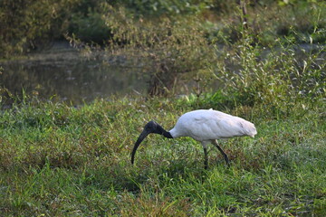 A black headed ibis is seen foraging in a swamp patch near a semi urban area