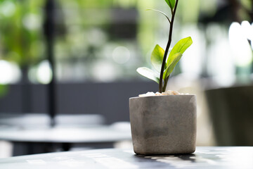 A small potted plant is on the table. Interior of restaurant on bokeh light background in the...