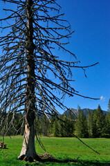 Suche drzewo © Dariusz