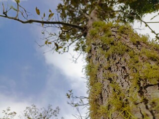 landscape view of bottom up tree bark covered with moss, blue sky as background
