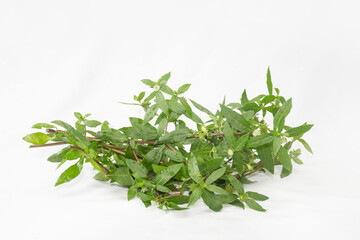 False Daisy or Eclipta Alba juice with Coconut.