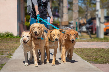 Close-up of a woman walking down the street with Four Dogs, Florida, USA