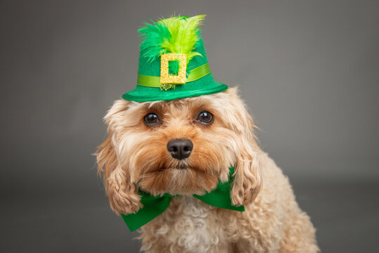 Toy cavapoo wearing a St Patrick's day hat and bow tie