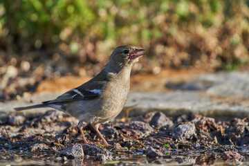pinzón vulgar (Fringilla coelebs)