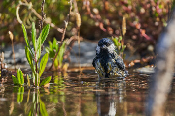 carbonero bañándose en el estanque del bosque (Parus major) Andalucía España