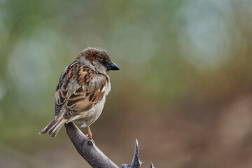 gorrión (passer domesticus)