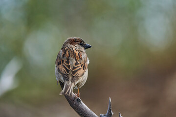 gorrión (passer domesticus)
