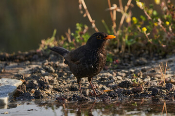 mirlo común o, más comúnmente, mirlo (Turdus merula) en el estanque del parque