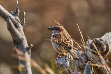 gorrión (passer domesticus)