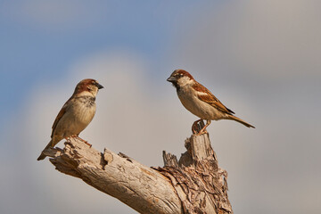 gorrión (passer domesticus)