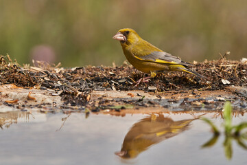 verderón europeo o verderón común (Chloris chloris)​ en el estanque del bosque 