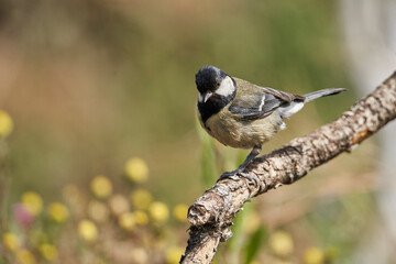 carbonero común posado en una rama (Parus major)	
