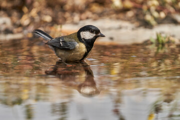 Obraz premium carbonero común en el estanque (Parus major) 